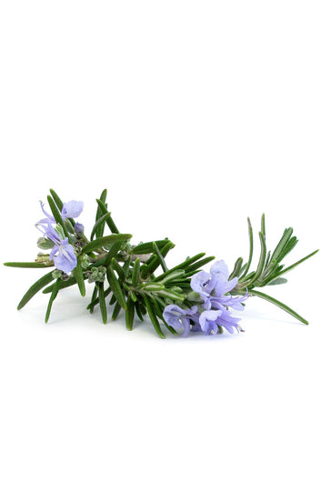 doTERRA Rosemary Essential Oil