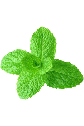 doTERRA Spearmint Essential Oil